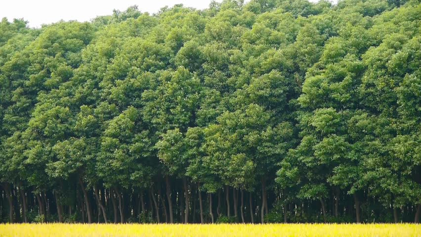 Header of camphor