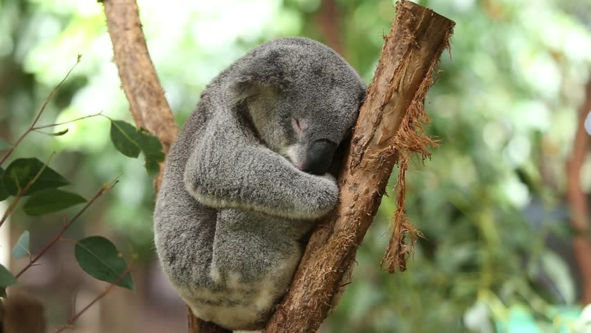 Koala Bear On Tree Branch Arkivvideomateriale 100 Royalty