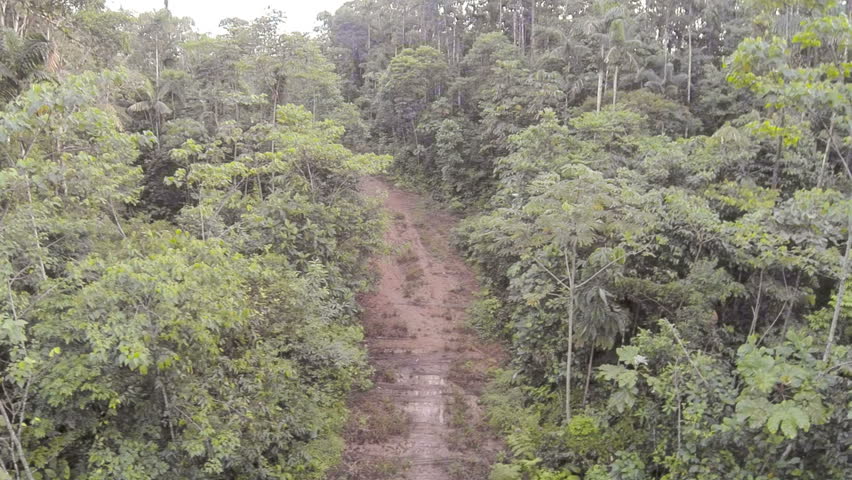 clear forest lands Deforestation: deforestation, clearing or thinning of forests by humans to make the land available for other uses. clear forest lands Deforestation: deforestation, clearing or thinning of forests by humans to make the land available for other uses.