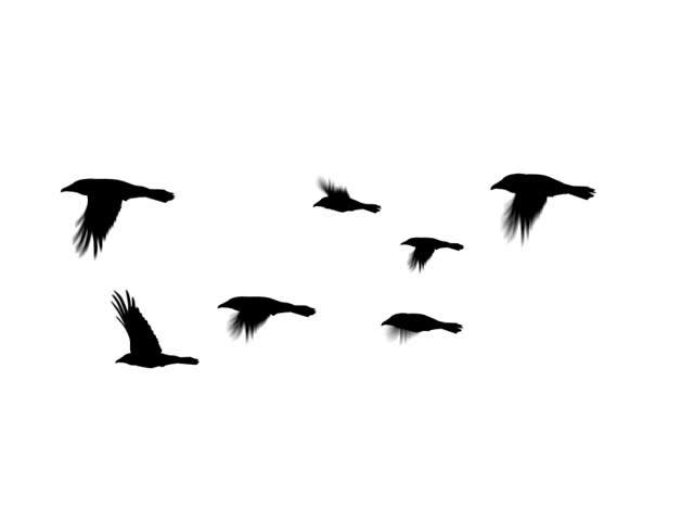 Seven Crows Flying Together. Computer Stock Footage Video (100 Royaltyfree) 633778 Shutterstock