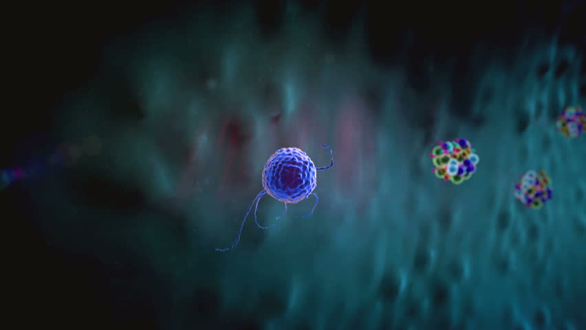 Fat Cell And Macrophage, Cholesterol In A Cells, Phagocyte ... Fat Cell And Macrophage, Cholesterol In A Cells, Phagocyte ...