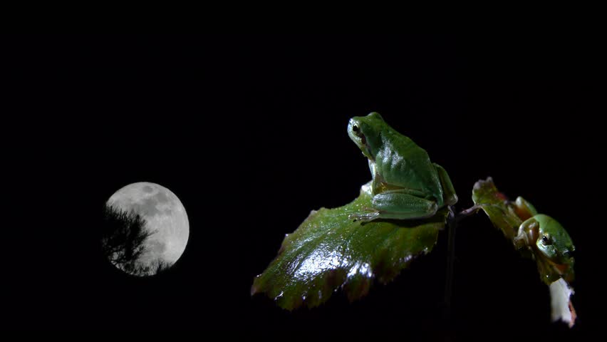 another night with the frogs