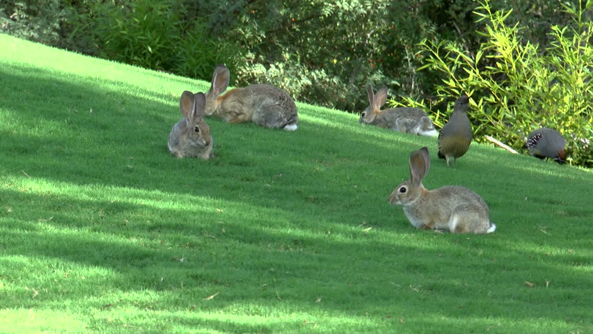 Rabbits and Quails Share, Enjoy Stock Footage Video (100% Royalty-free ...