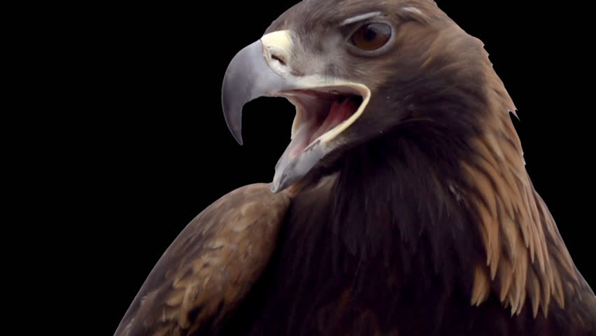 Golden Eagle On The Alpha Stock Footage Video 100 Royalty Free 6423068 Shutterstock