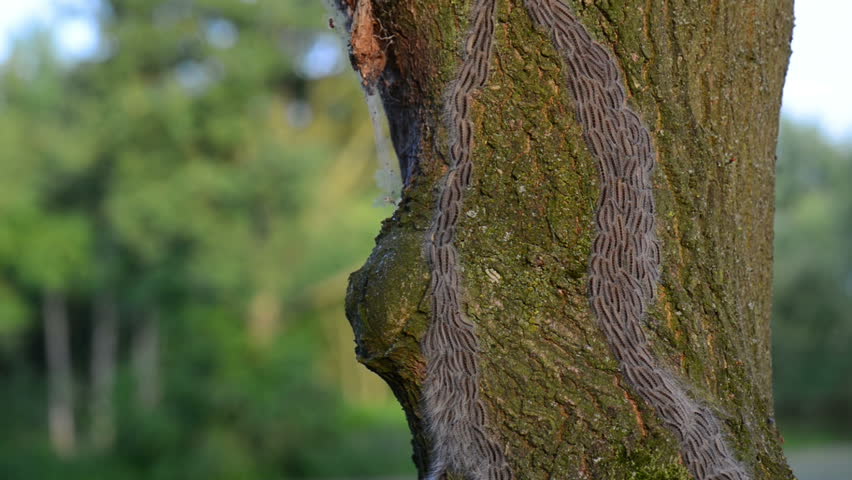 Дуб гусеница цепь. Черная гусеница на дубе. Caterpillar on the Tree. Мужчина как дерево без гусеницы.