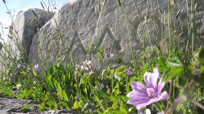 Header of labranda