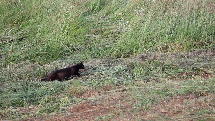 Black Cat stalking and preying image - Free stock photo - Public Domain ...