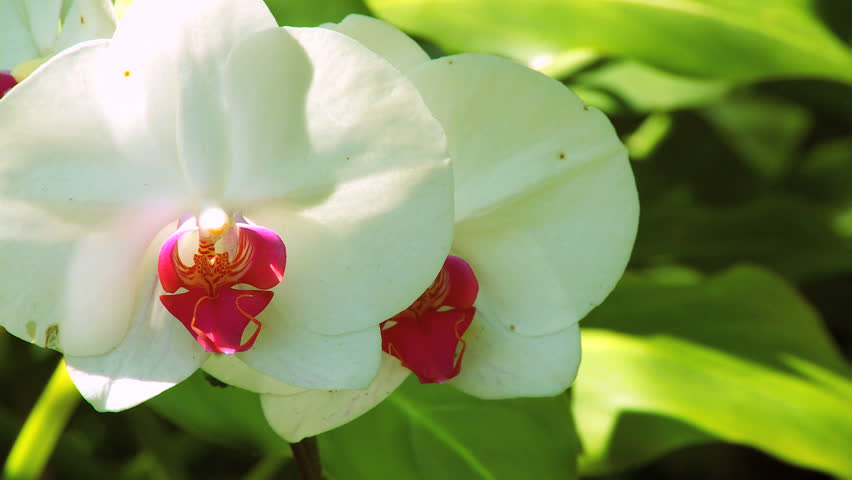 Beautiful Tropical Flowers In Environmental Rainforest Beautiful Tropical Flowers In Environmental Rainforest Close Up Hd Stock Footage Clip