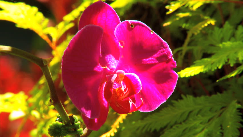 Beautiful Tropical Flowers In Environmental Rainforest Beautiful Tropical Flowers In Environmental Rainforest Close Up Hd Stock Video Clip