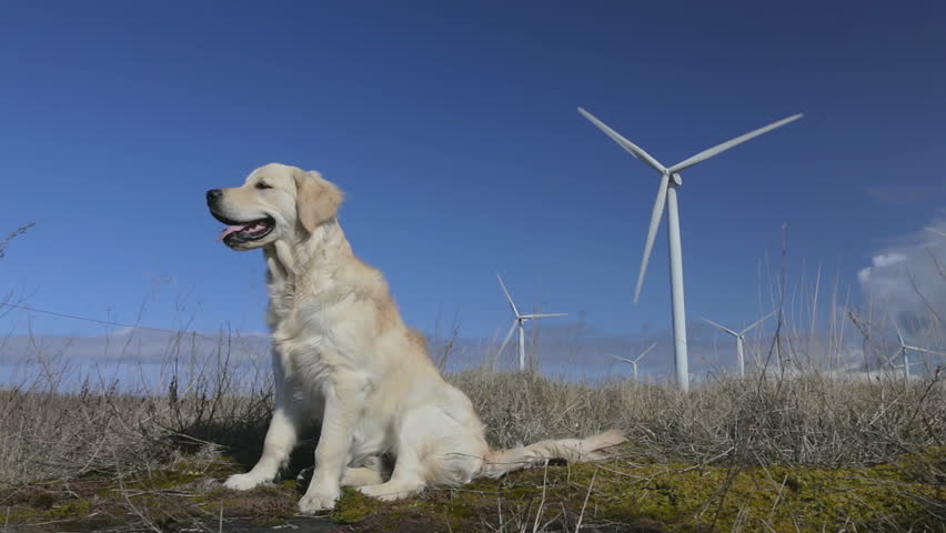 facebook windmill farms golden retrievers