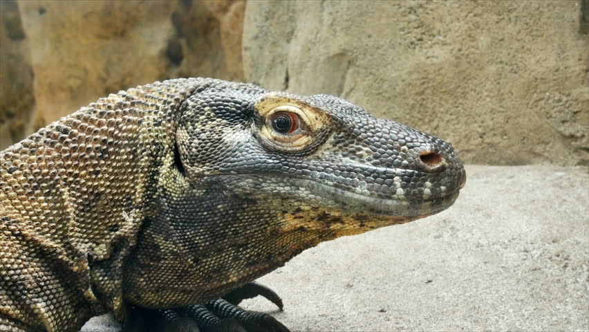 Komodo Dragon - Monitor Lizard [Varadus Komodoensis] Woodland Park Zoo ...