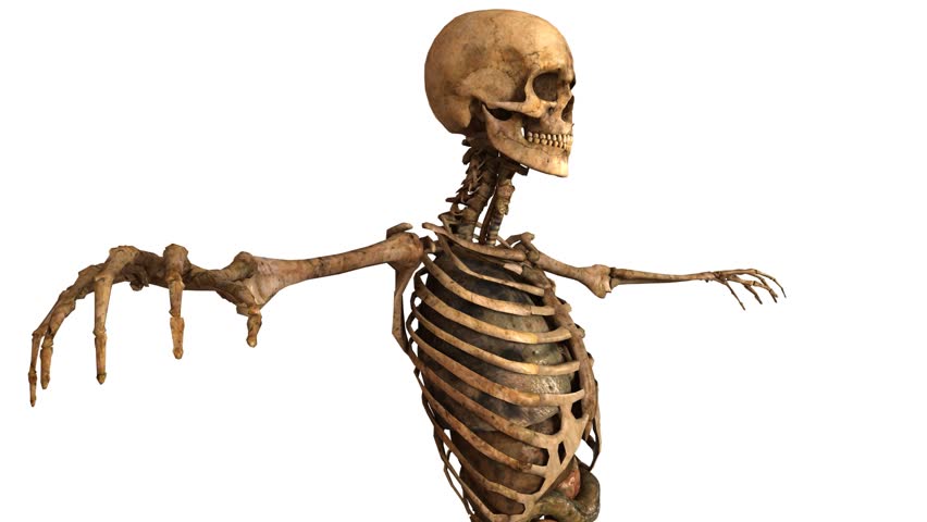 Human Skeleton with Detailed Anatomy Stock Footage Video (100% Royalty