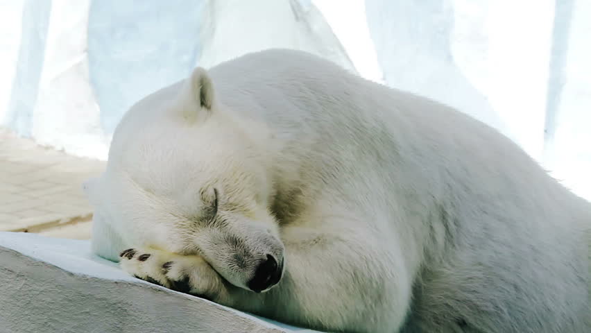 portrait of a sleeping polar bear in a zoo hd stock footage clip