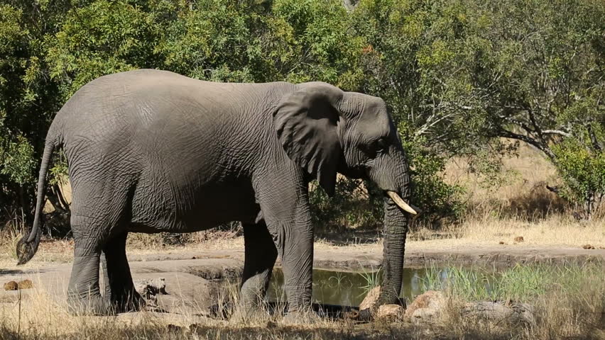 African Elephant (Loxodonta Africana), Sabie-Sand Nature Reserve, South ...