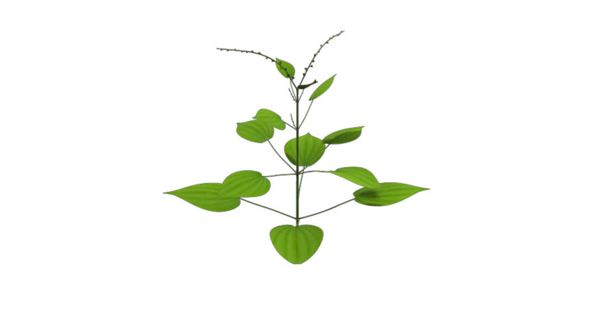 Header of dioscorea