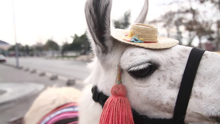Header of guanaco