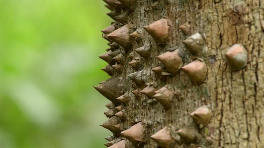 Spiky Tropical Tree Trunk Stock Footage Video (100% Royalty-free