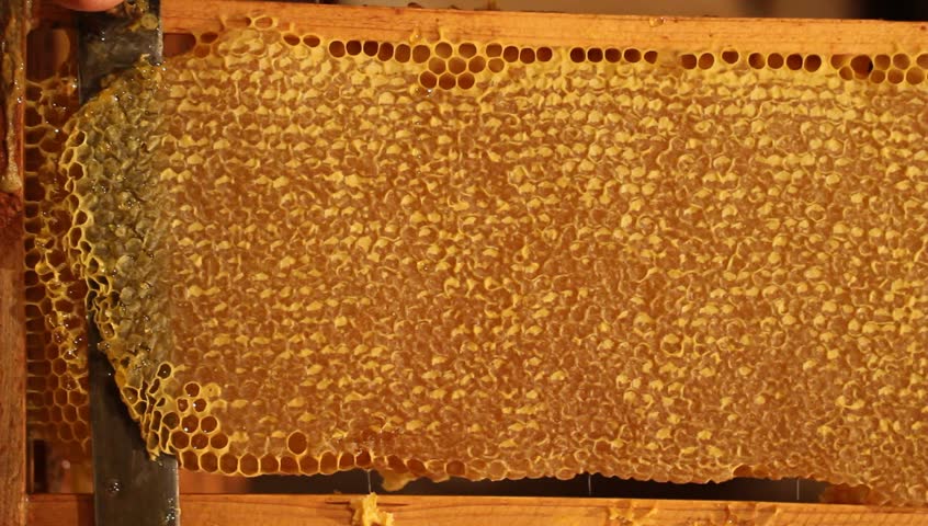 Header of beekeeper