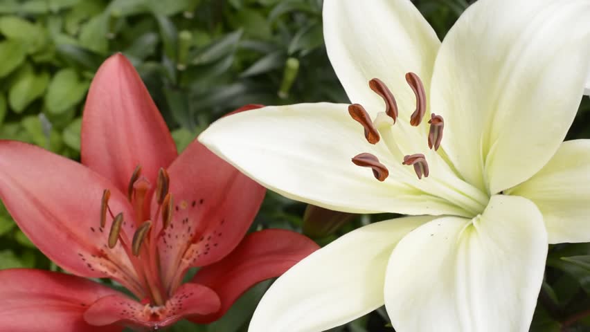 Red And White Asian Lily Flower With Stamen