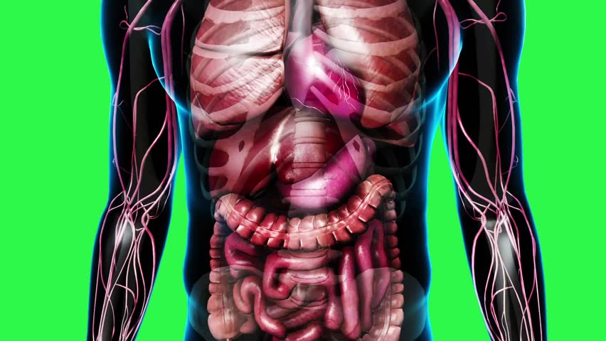 Nerves Of Anterior Abdominal Wall