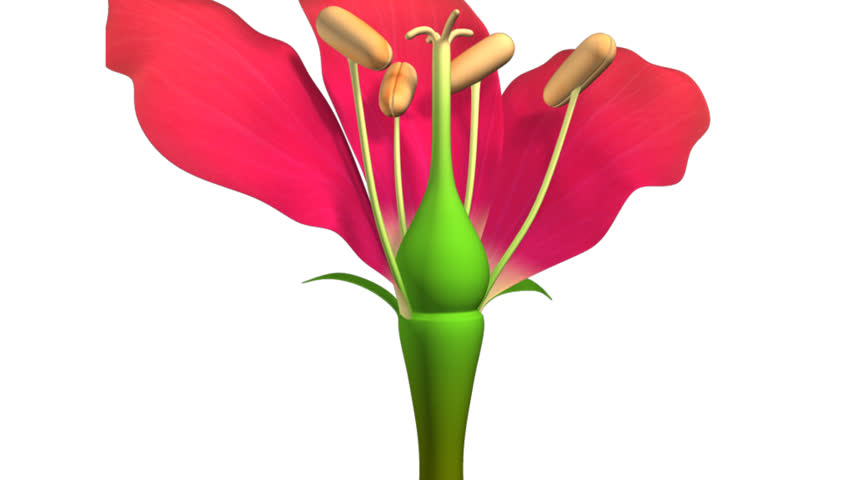 Header of androecium