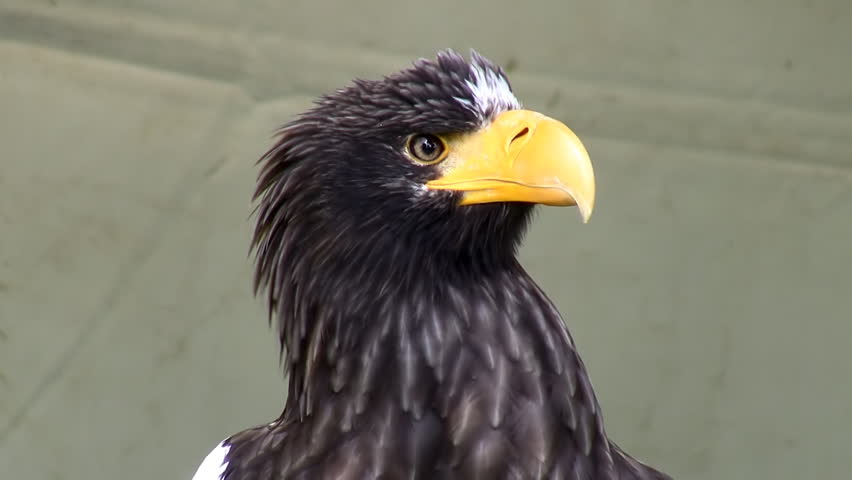 Hd00 15close Up Of Stellers Sea Eagle Black Head And Yellow Beak