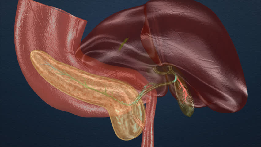 Header of duodenum
