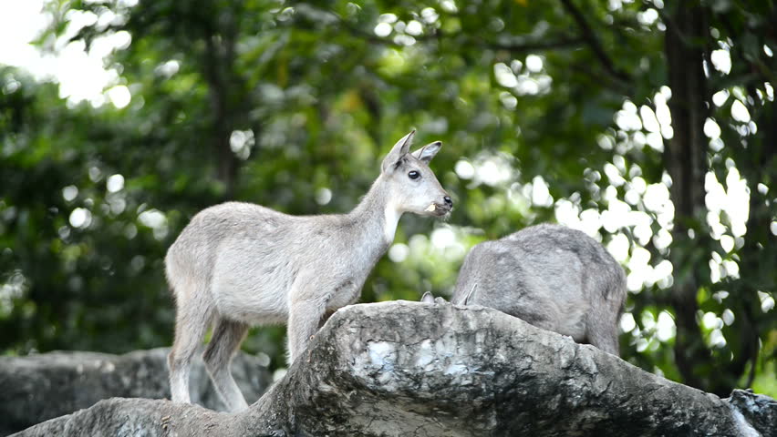 Header of goral