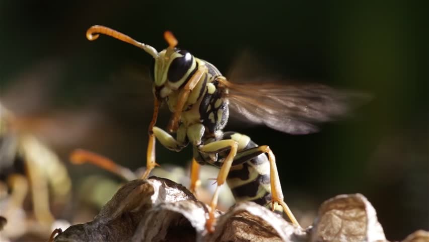 Header of wasp