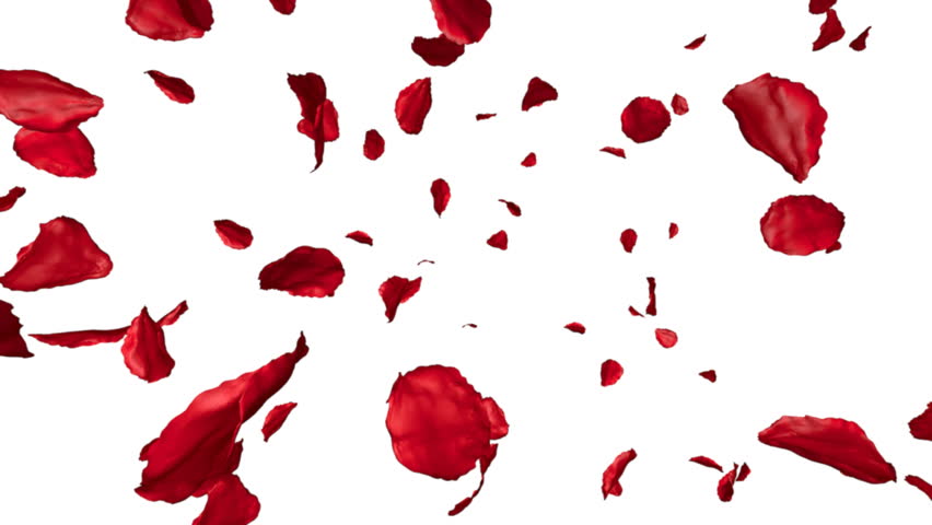 Red Rose Petals Flying Isolated On White Background. The Video Is