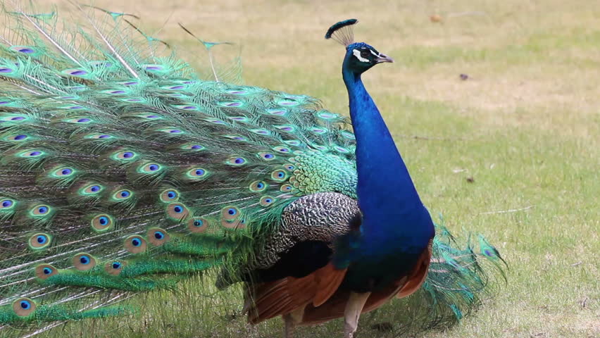 Peacock Singing, HD, Sound Stock Footage Video 432043 | Shutterstock