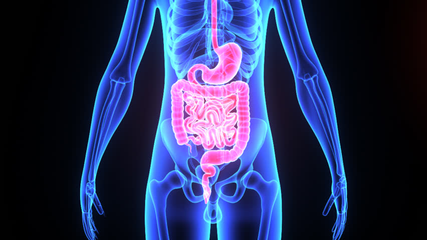 Digestive System Stock Footage Video | Shutterstock