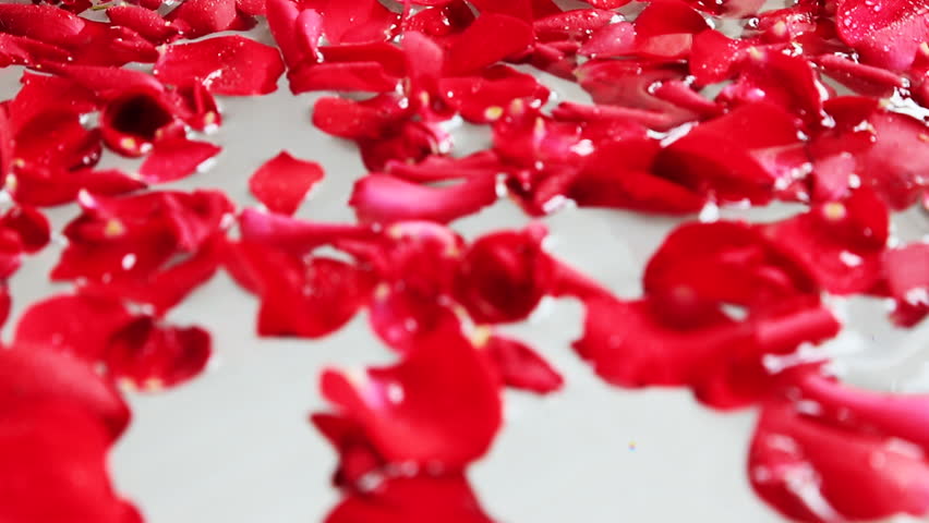 Pan Shot Of Red Rose Stock Footage Video 100 Royalty Free 7947388 Shutterstock - 