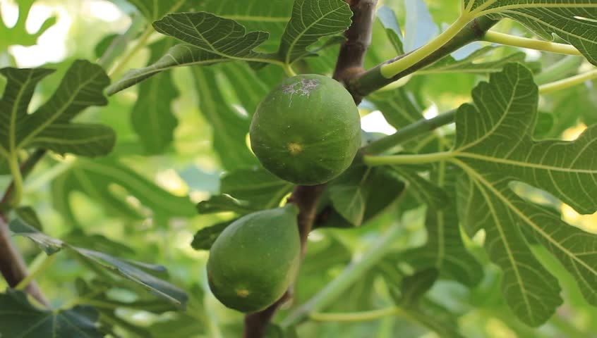 Fig Tree With Fruits Stock Footage Video 100 Royalty Free 7977358 Fig Tree With Fruits