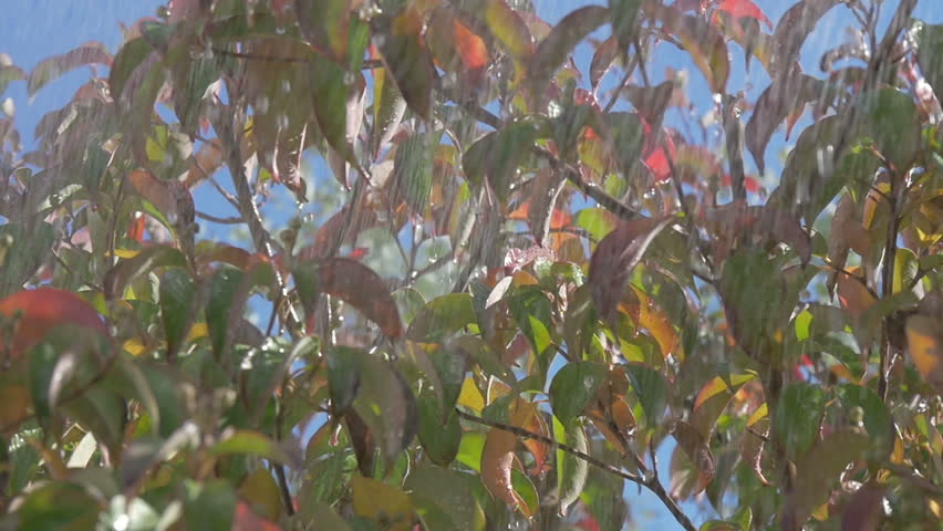 Ice Cycles And Frozen Apples On The Apple Tree Branch. Ice Cycles ...