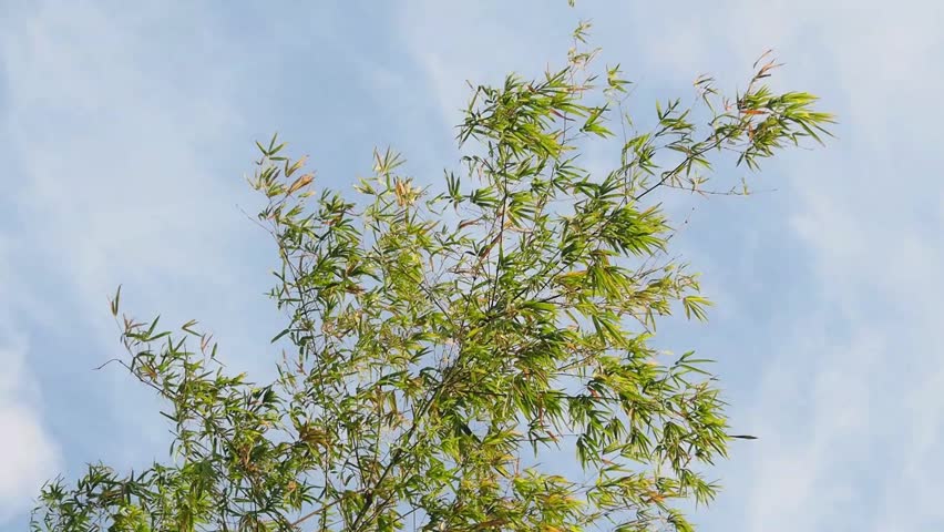 Bamboo Blow In The Wind Stock Footage Video 3213445 | Shutterstock