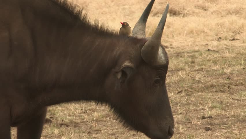 Header of oxpecker
