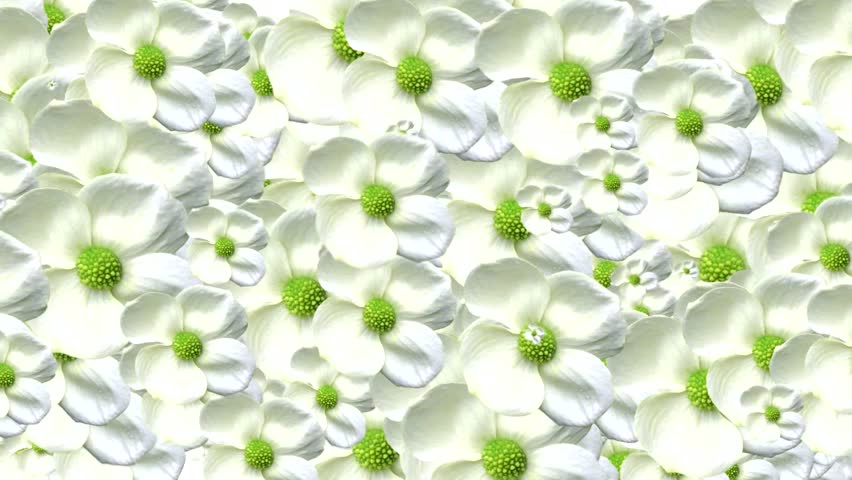 White Flowers Images Hd