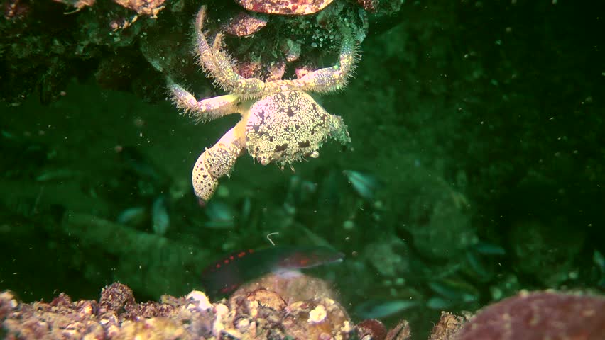 Header of decapod