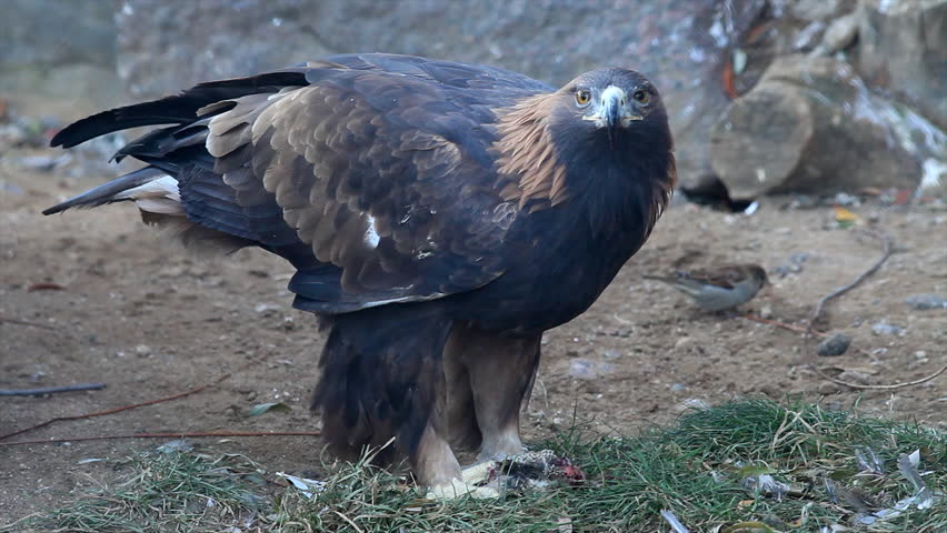 Adorable Golden Eagle Aquila Chrysaetos Stock Footage Video 100 Royalty Free 8784778 Shutterstock