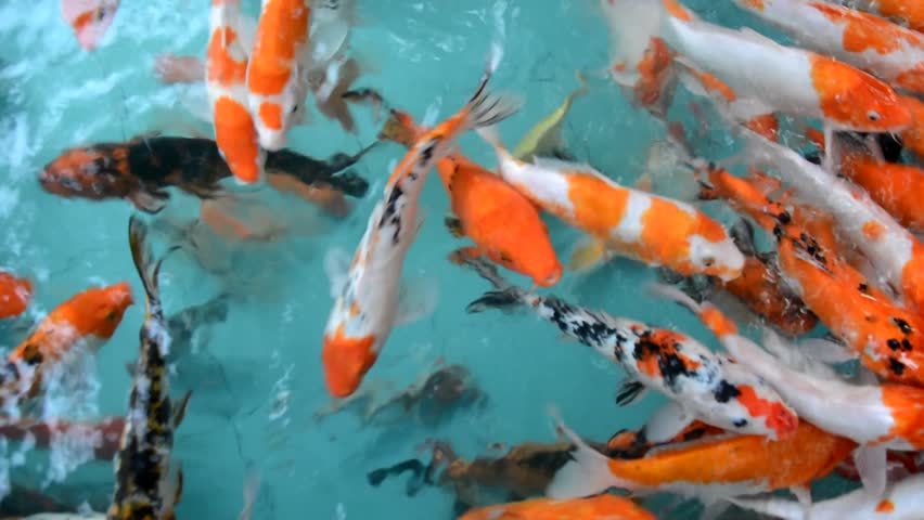 the fish is swimming