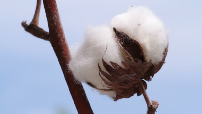 Stock video of cotton plant . macro ( 1080 | 8842408 | Shutterstock