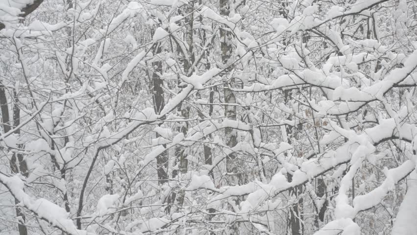 Snow Falling On White Background Of Leafless Deciduous Trees With Tree ...