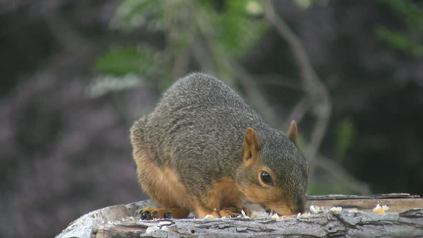 Squirrel Eating Corn From Bird Feeder