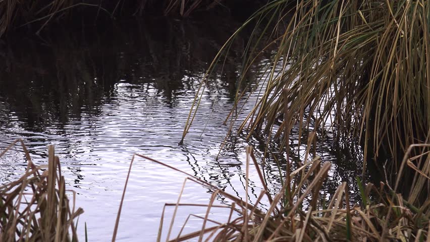 Marsh Land Scenery Nature Background Stock Footage Video (100% Royalty ...