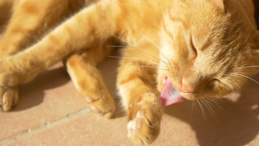 4k Cat Licking and Cleaning Stock Footage Video (100% Royalty-free) 9019798 | Shutterstock