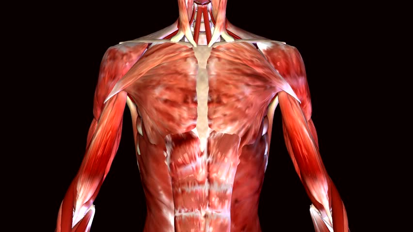 Side Of Rib Cage Muscles What Causes Pain Under The Left Ribcage