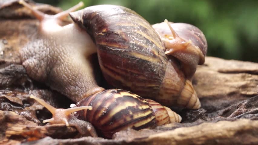 Japanese black snails — img 12