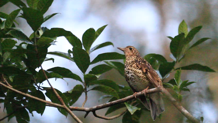 Header of Amami Thrush