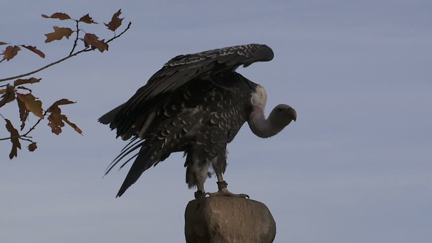 Header of vulture